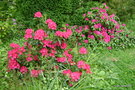 vignette Rhododendrons