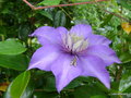 vignette Clematis , Clmatite