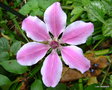 vignette Clematis 