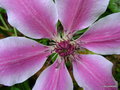 vignette Clematis 