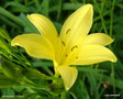 vignette Hemerocallis 