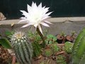 vignette Echinopsis subdenudata