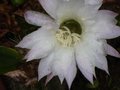 vignette Echinopsis subdenudata