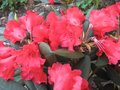 vignette Rhododendron Melville rouge lumineux au 23 05 09