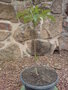 vignette adansonia digitata (baobab)