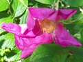 vignette rosier rugosa