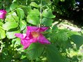 vignette rosier rugosa