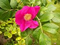 vignette rosier rugosa