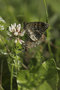 vignette Couple mgre - Lasiommata megera (Papillon)