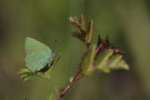 vignette Thcla de la ronce - Callophrys rubi (Papillon)