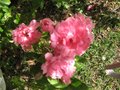 vignette Rosa Pink Grootendorst la rose oeillet au 24 05 09