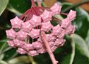 vignette Hoya carnosa 'Exotica'