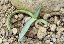 vignette Agave palmeri.