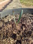 vignette welwitschia mirabilis +25j