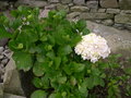 vignette Hydrangea macrophylla 'Rosea', hortensia 'Rosea'