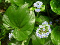 vignette Myosotidium hortensia = Myosotidium nobile