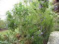 vignette Abutilon vitifolium autre vue mars 2008