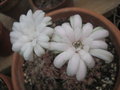 vignette Gymnocalycium damsii ssp. multiproliferum blanc