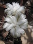 vignette Gymnocalycium mihanovichii blanc