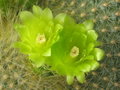 vignette Parodia graessneri syn. Notocactus graessneri, jaune vert  fluo