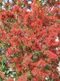 vignette embothrium coccineum