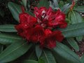 vignette Rhododendron Leo au 26 05 09