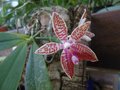 vignette phalaenopsis corningiana