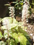 vignette Tiarella cordifolia