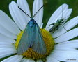 vignette Zygne turquoise ( Adscita statices ) et  Oedemera nobilis (Longicornes) mle