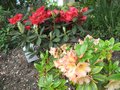 vignette Rhododendron Amber Touch et Melville rouge au 26  05 09