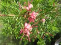 vignette Grevillea rosmarinifolia toujours la au 26 05 09