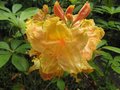 vignette Rhododendron Canby trs parfum au 26 05 09