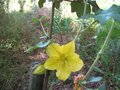 vignette Fremontodendron california glory au 27 05 09
