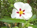 vignette Cistus Aguilari maculata et sa trs belle fleur au 27 05 09