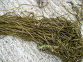 vignette Himanthalia elongata, haricot de mer, spaghetti de mer - algue
