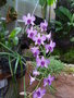 vignette dendrobium phalaenopsis
