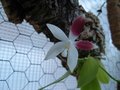 vignette phalaenopsis tetraspis c1