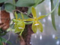 vignette phalaenopsis cornu cervi flava
