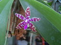 vignette phalaenopsis mariae (faux)