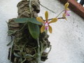 vignette phalaenopsis braceana