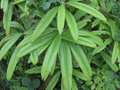 vignette Rhododendron calophytum