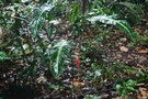 vignette Heliconia densiflora