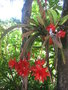 vignette Epiphyllum rouge