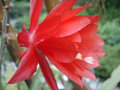 vignette Epiphyllum rouge