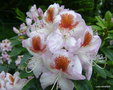 vignette Rhododendron 'Mrs Tom H Lowinsky'