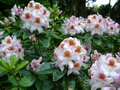 vignette Rhododendron 'Mrs Tom H Lowinsky'