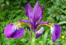 vignette Iris