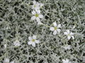 vignette Cerastium tomentosum 'yo yo'