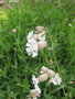 vignette Silene vulgaris