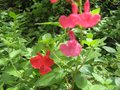 vignette Salvia microphylla neurepia au 28 05 09